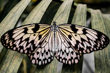 Tree Nymph Butterfly