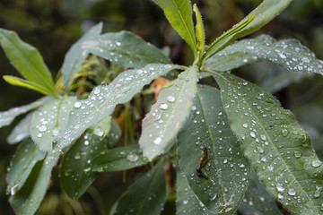 Fototapeta na wymiar Drops of water on oleander leaves.