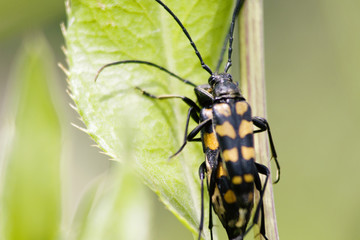 Insect Pairing