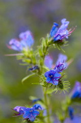 Viper's-bugloss (Echium vulgare)