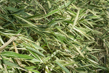Obraz premium Water drops on ornamental bamboo leaves.
