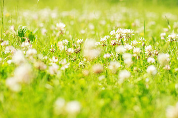 clover. Glade with flowers.  clover background
