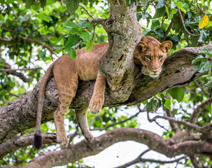 Naklejka premium Lioness lying on a big tree. Close-up. Uganda. East Africa. An excellent illustration.