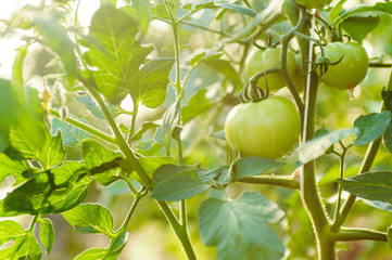 Young green tomatoes growing in the sunlight. Agriculture concept.
