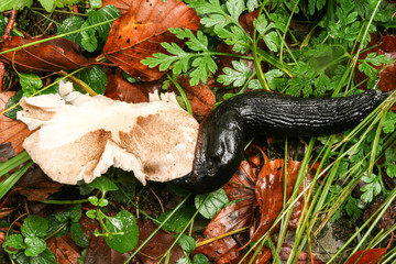 Slug eating a mushroom on an autumnal background.