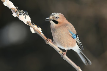 Jay
