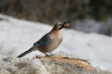 Jay