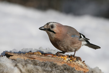 Jay
