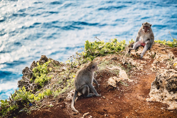 Balinese monkeys and ocean is background. Monkey in Uluwatu