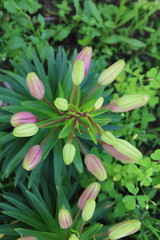 A macro shot of the flower buds lilium
