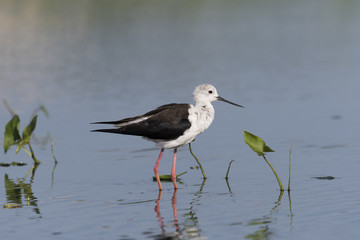 セイタカシギ(Black-winged stilt)