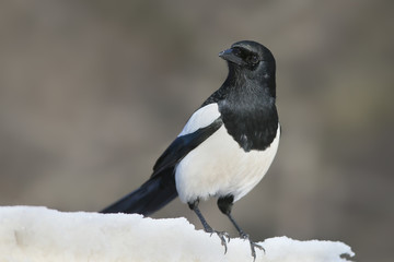 Magpie