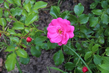 Obraz na płótnie Canvas Beautiful pink rose in a garden