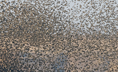 
A flock of birds