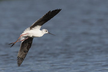 セイタカシギ飛翔(Black-winged stilt)