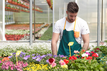 Fototapeta na wymiar happy male nursery worker trimming plants in greenhouse