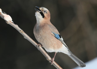 Jay