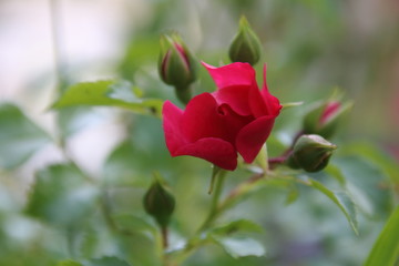 Bud of red rose