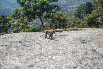 Monkey walks along the rock