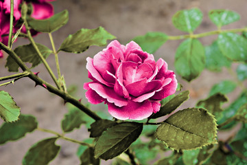  pink rose closeup on a bush branch On the flower bed