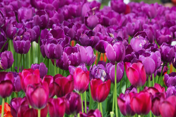flowerbed with pink and purple tulips in the park