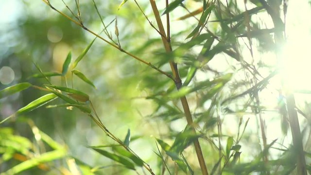 Bamboo forest. Growing bamboo in japanese garden. 4K UHD video 3840x2160