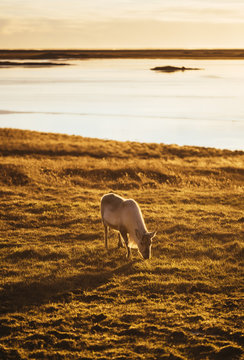 Beautiful wild reindeer in the sunset, walking by the lake, East Iceland
