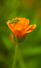 insect on a orange flower