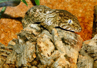 Fototapeta premium Leachie