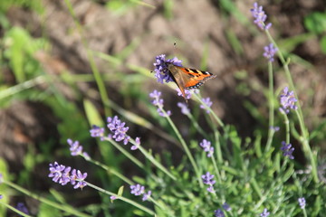 Summer flowers in the garden