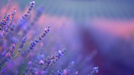 Lavender field in Provence, France. Blooming violet fragrant lavender flowers swaying on wind. 4K UHD video 3840x2160