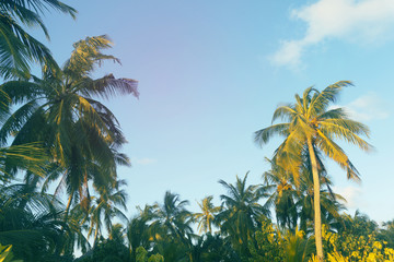 Fototapeta na wymiar Summer time exotic tropical palm tree