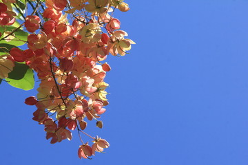 ハワイ＜碧空に咲くシャワーツリー＞