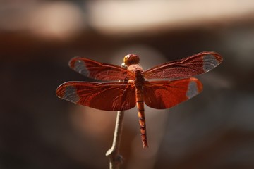 Chilling dragon fly