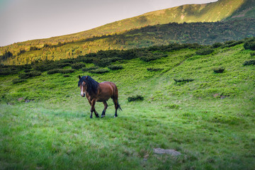 Red Horse in mountains on the green grass