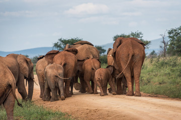 Fototapeta na wymiar Elephant herd