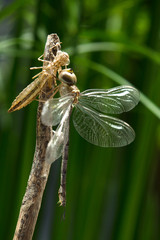 Dragonfly is molting in the morning, Thailand.