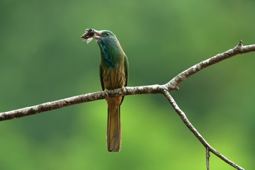 blue-bearded bee-eater (Nyctyornis athertoni) on breeding season in Khao Yai National Park, Thailand