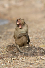 Long-tailed macaque, Crab-eating macaque (Macaca fascicularis) on the Island in Thailand.