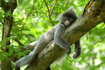 Phayre's langur (Trachypithecus phayrei) at Wat Tham Pha Poo, Chiang Khan, Thailand.