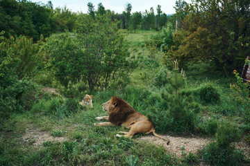 lion,  animals,  kenya,  africa,  cat,  wild,  safari,  wildlife