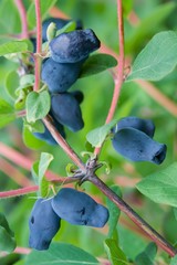 Blue berries honeysuckle plants ripen on the Bush, summer landscape, close-up, vertical