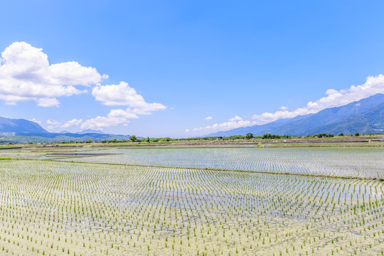 Rice field with Blue sky and cloud, Taiwan eastern,Chishang Township, Taitung County, Taiwan (R.O.C.)