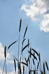 Getreide Ähren  von unten mit viel  blauem Himmel 