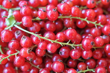 Johannisbeeren