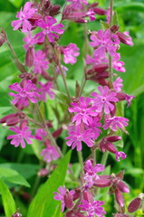 The flowers of Silene dioica in the garden