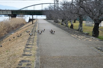 琵琶湖の水鳥