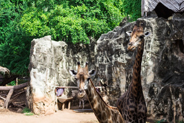 キリンの一日・キリン、動物園へ旅行