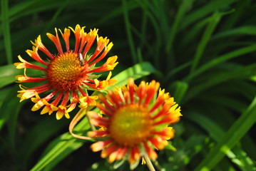 Zinnia bicolor couple flowers blooming and wild bee pollen one of it, green soft background bokeh