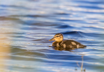 Floating Duckling
